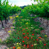 Negocio Bodegas Robles | Vinos Ecológicos Montilla Moriles